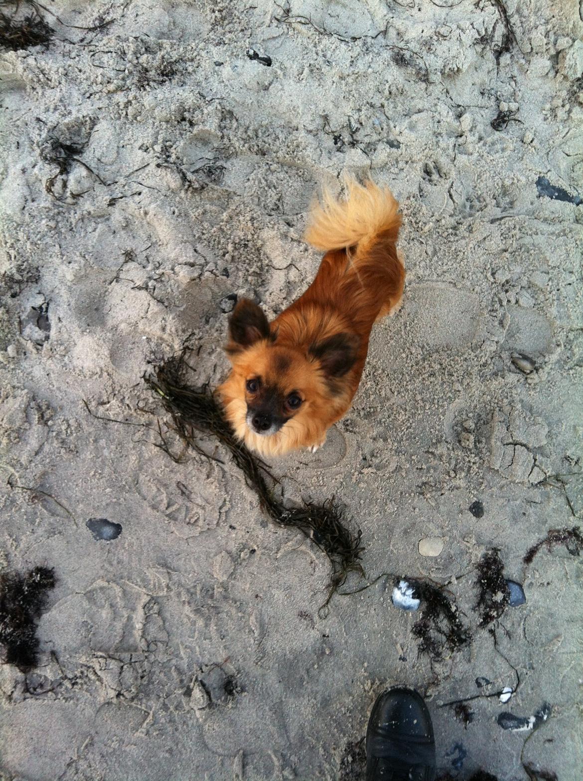 Blanding af racer Micko billede 11