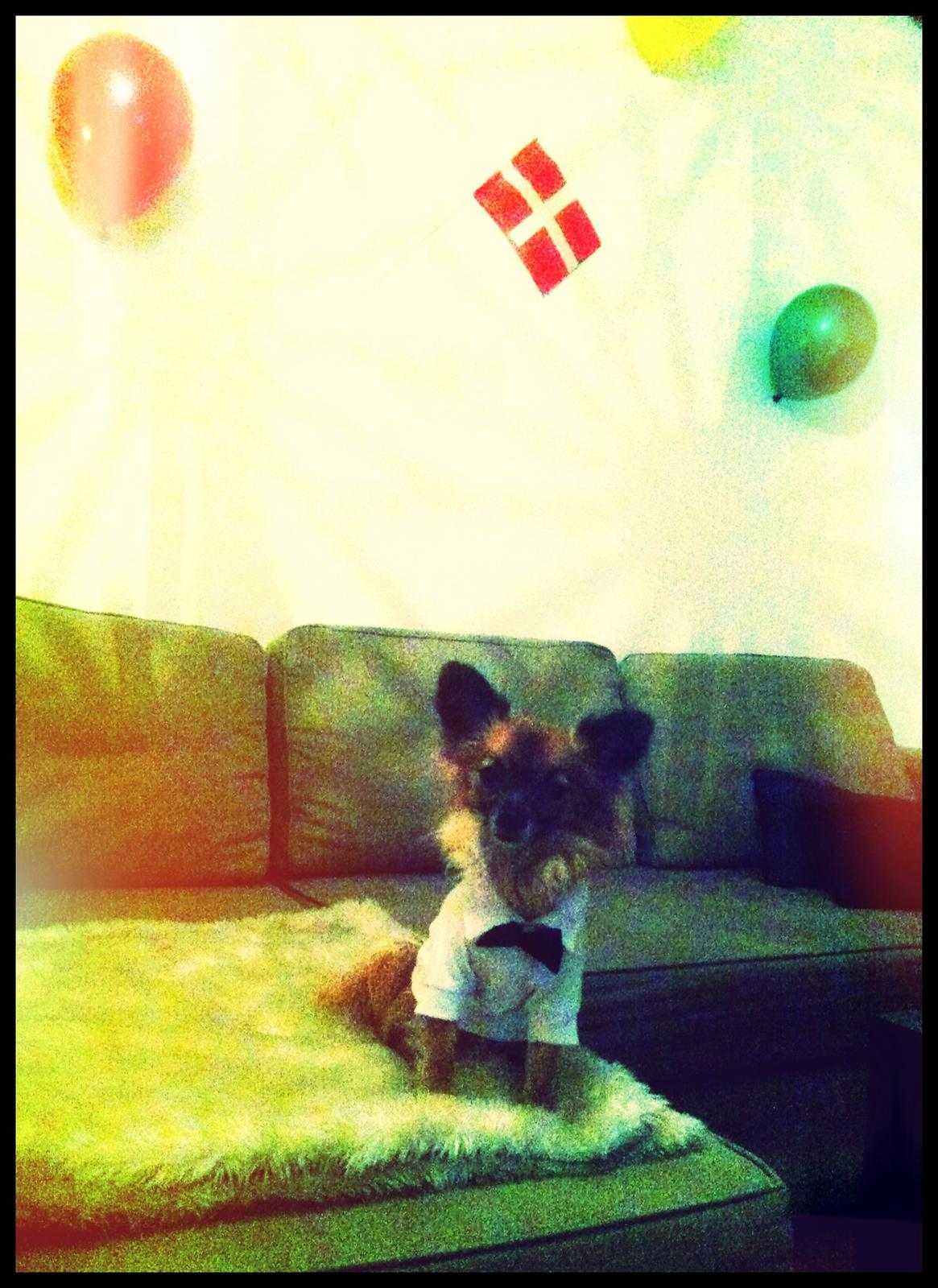 Blanding af racer Micko - Fødselsdags Micko <3 billede 12