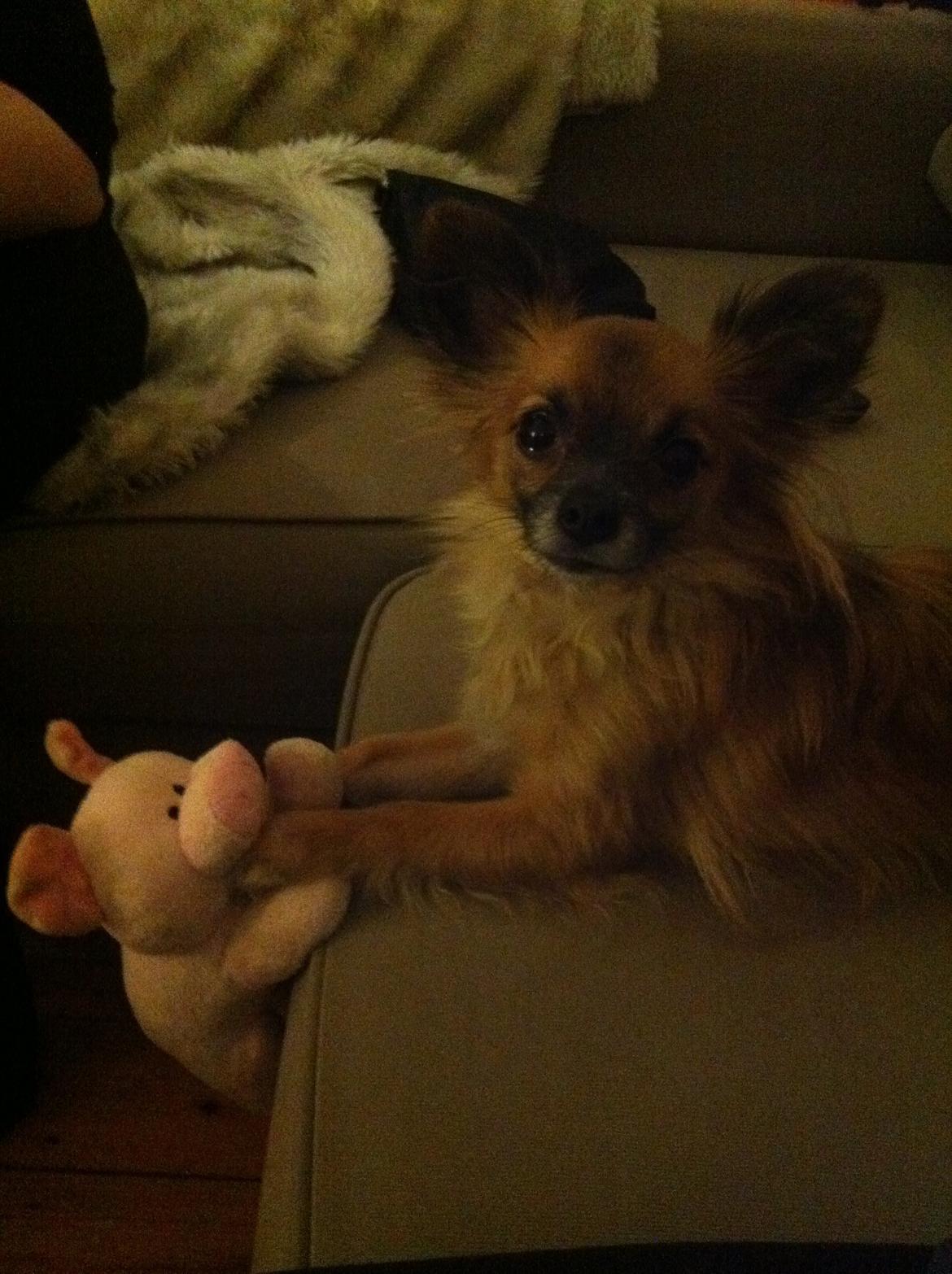 Blanding af racer Micko billede 13