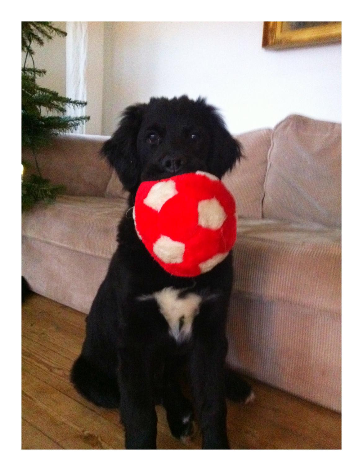 Blanding af racer Rex - 4 mdr. og bold glad billede 6