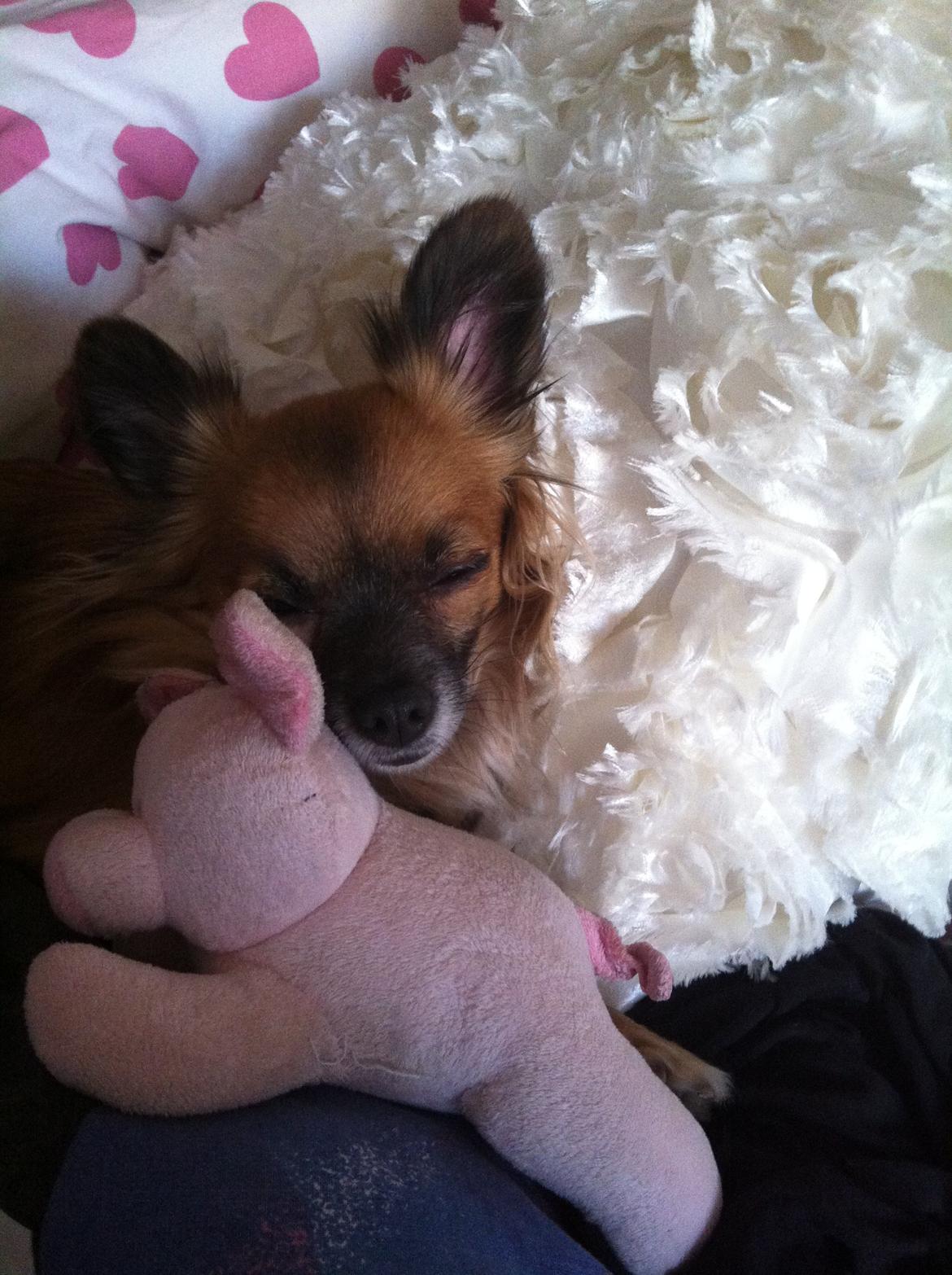 Blanding af racer Micko billede 14