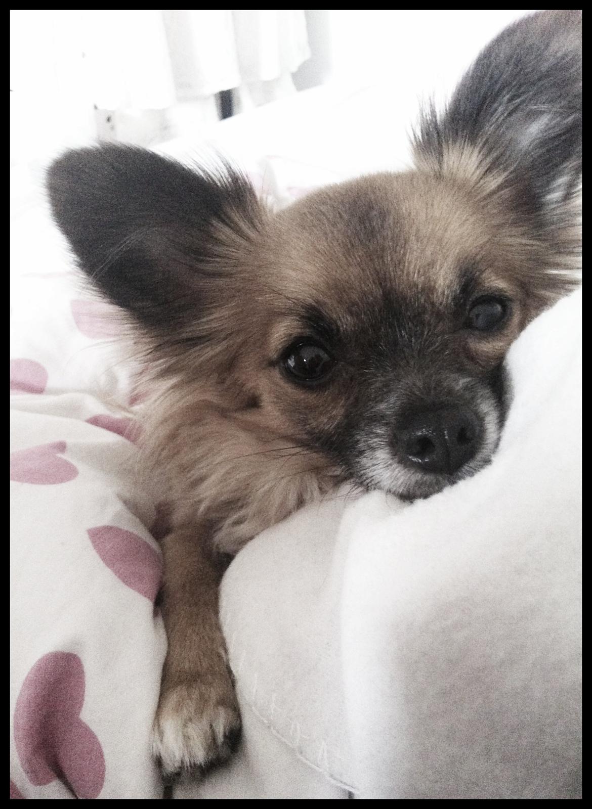 Blanding af racer Micko billede 15