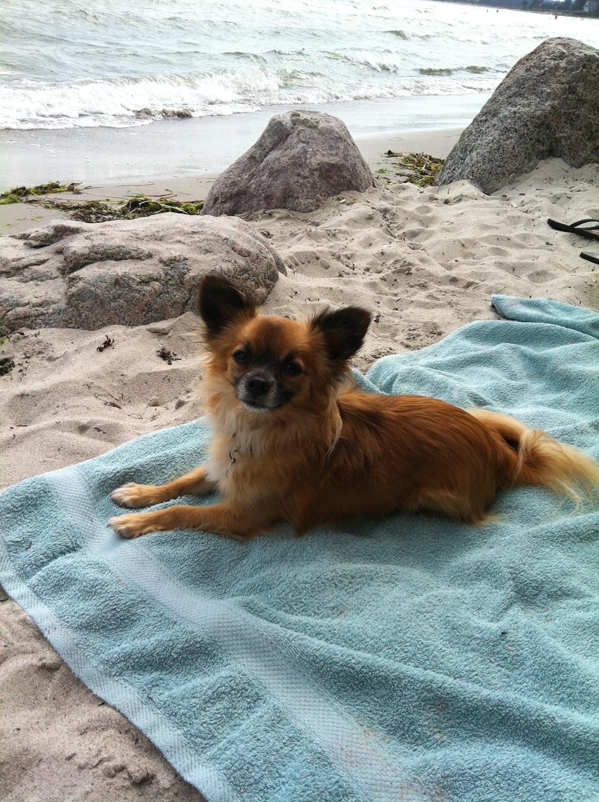 Blanding af racer Micko - Strandløven ! billede 16