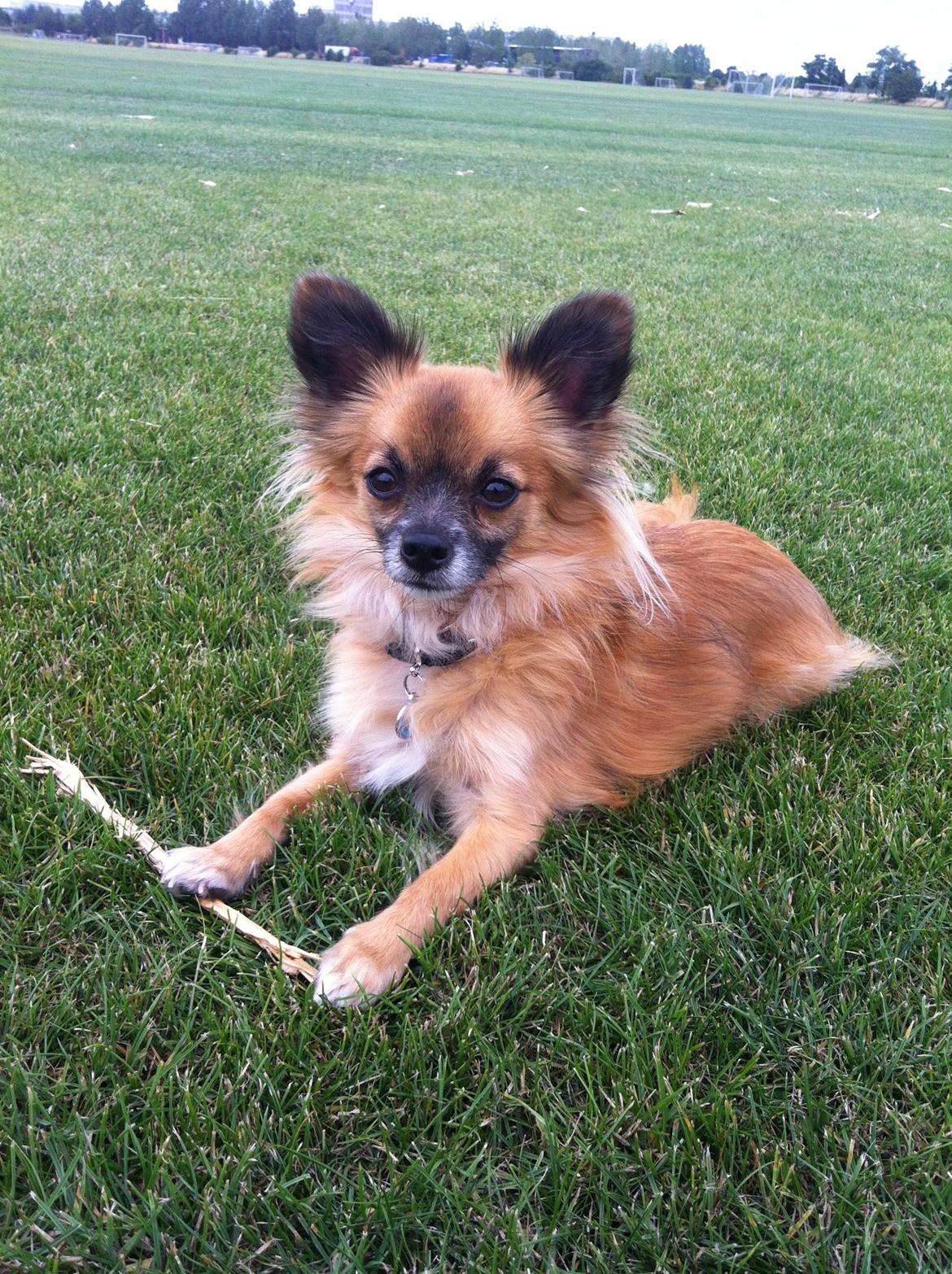 Blanding af racer Micko billede 17