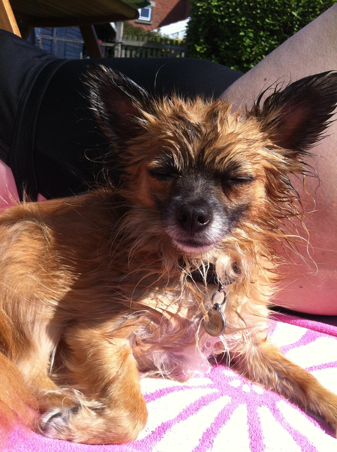 Blanding af racer Micko billede 18