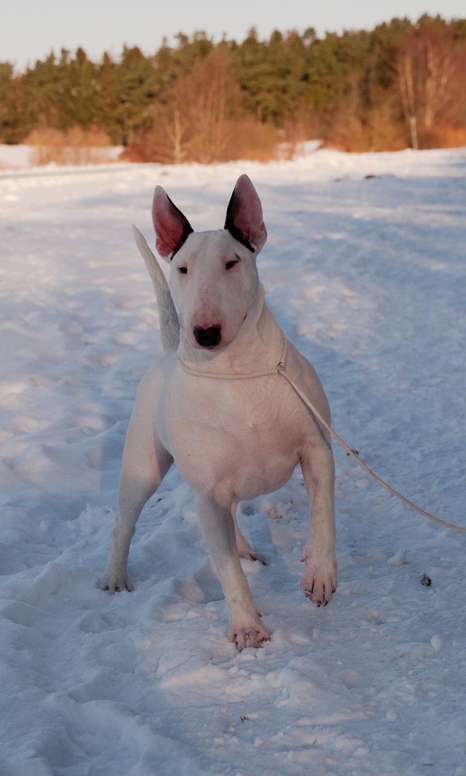 Bullterrier Amy - Januar 2013 billede 27