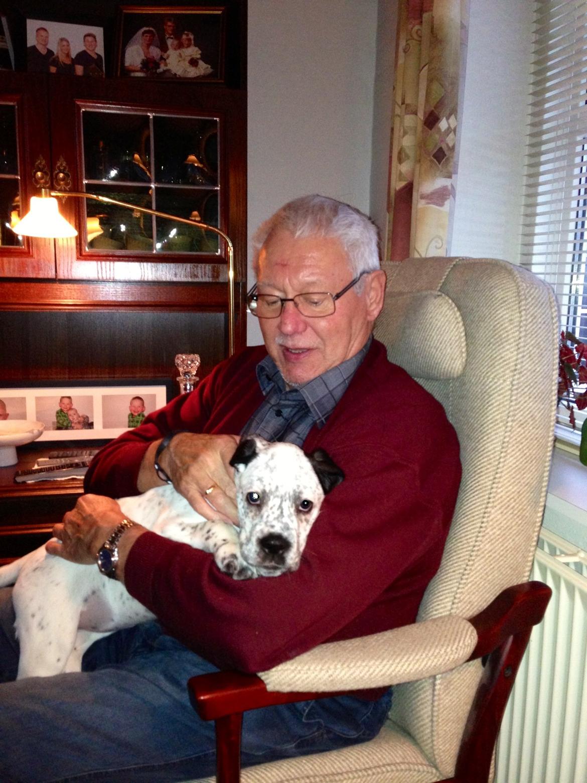 Blanding af racer trunte - trunte er på besøg ved en rigtig hunde elsker :) billede 7