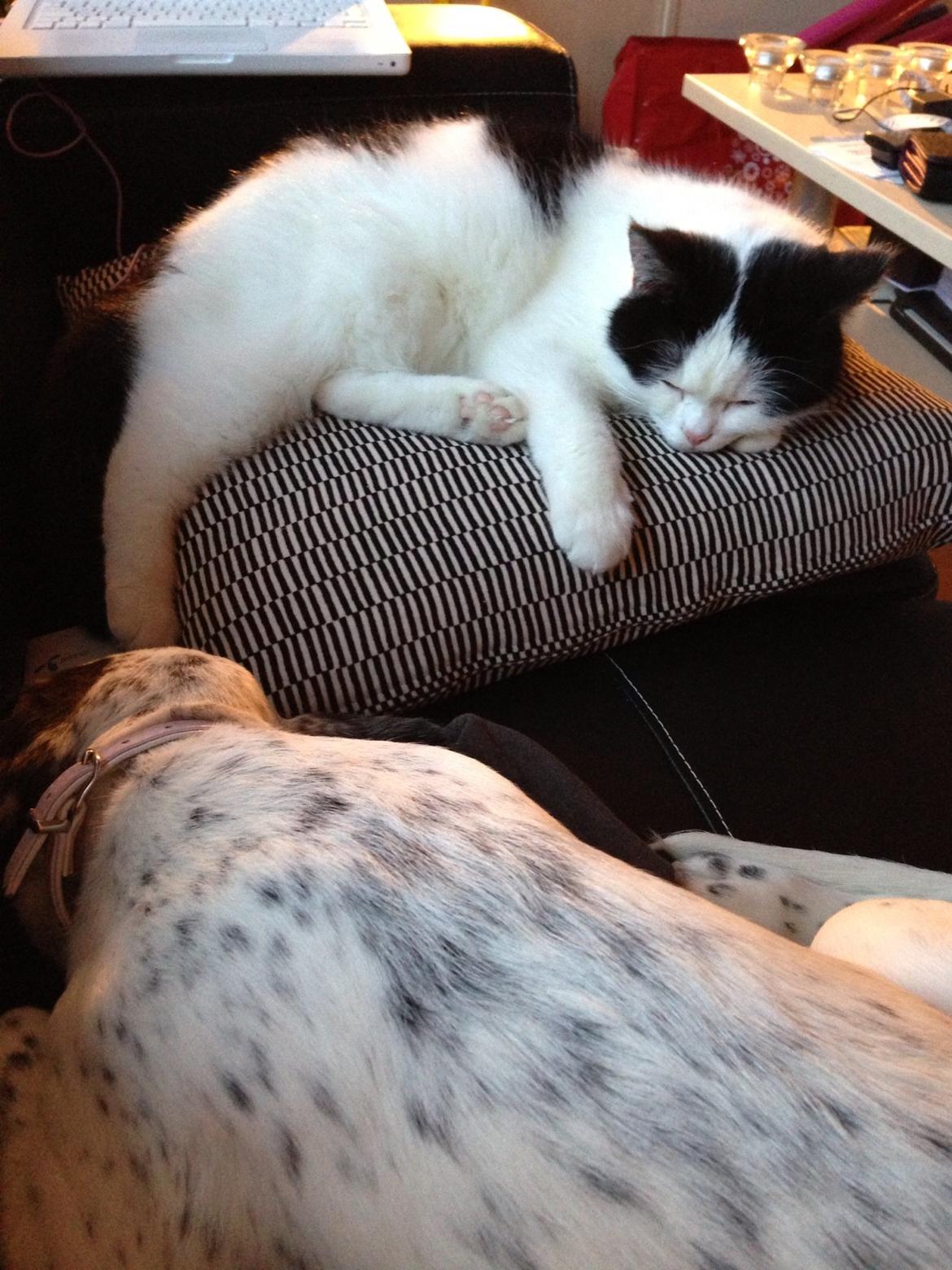 Blanding af racer trunte - trunter og mesterfister putter i sofaen :) billede 8