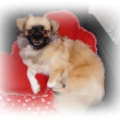 Tibetansk spaniel Our Passion Billie Jean billede 1