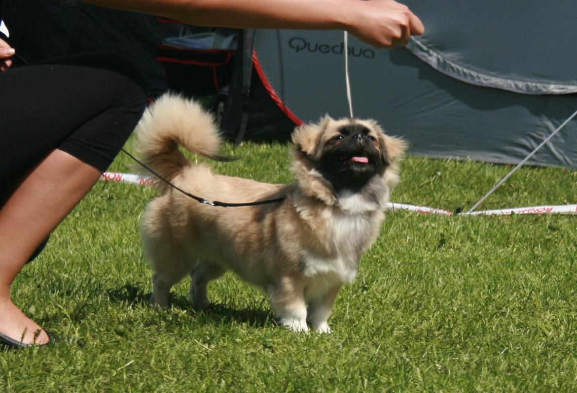 Tibetansk spaniel Our Passion Billie Jean billede 19