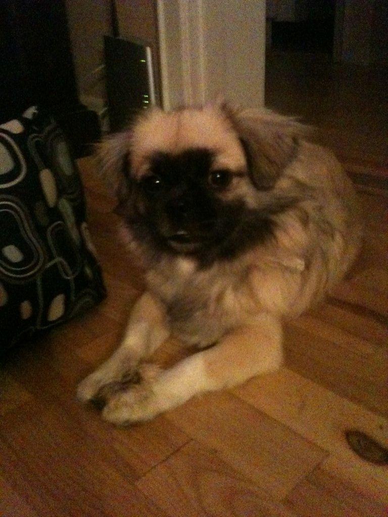 Tibetansk spaniel Our Passion Billie Jean billede 20