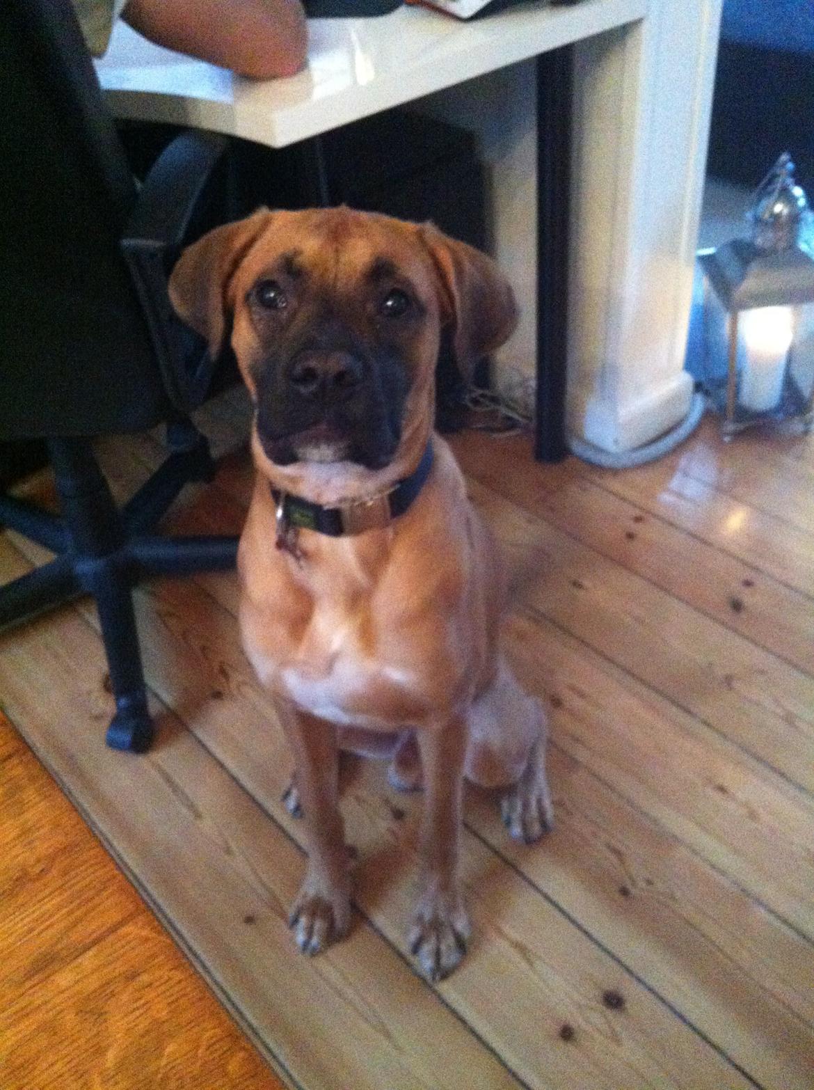 Blanding af racer Anton billede 1