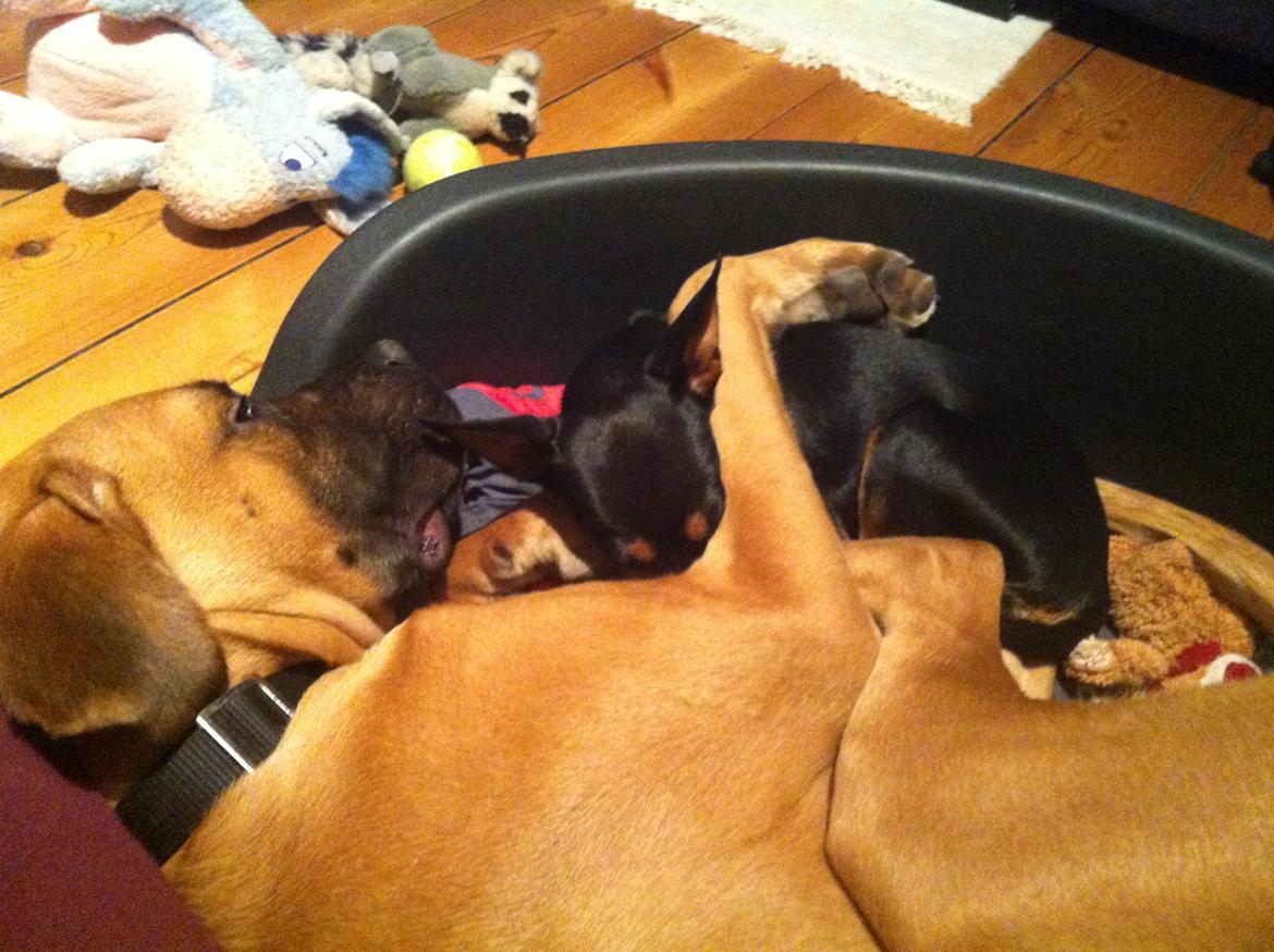 Blanding af racer Anton - Anton og Asta billede 2