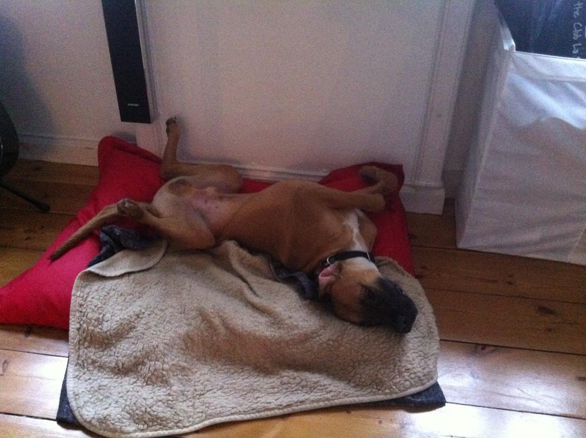 Blanding af racer Anton billede 3