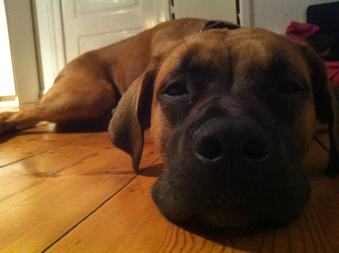 Blanding af racer Anton billede 4