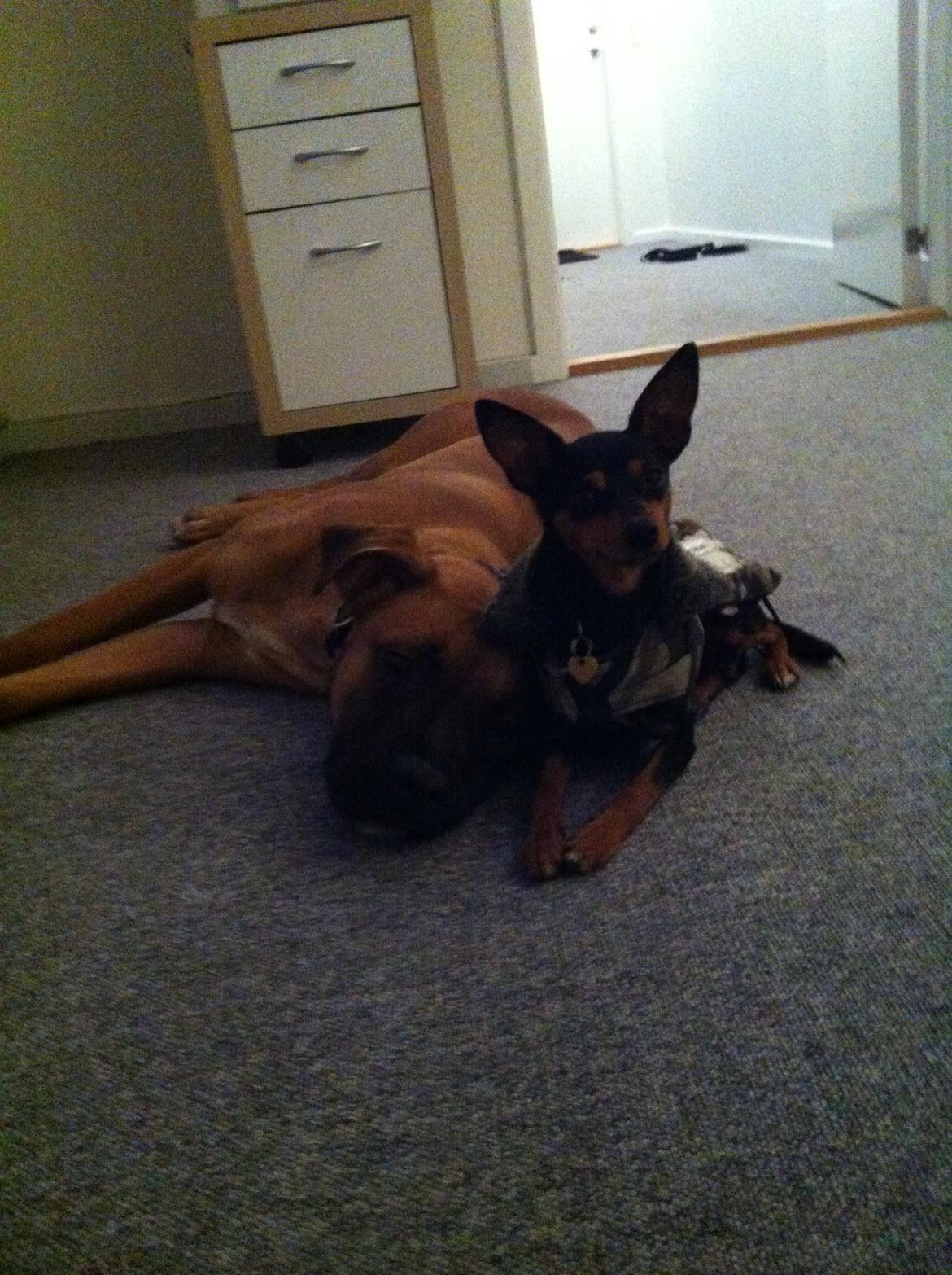 Blanding af racer Anton - Asta & Anton billede 5