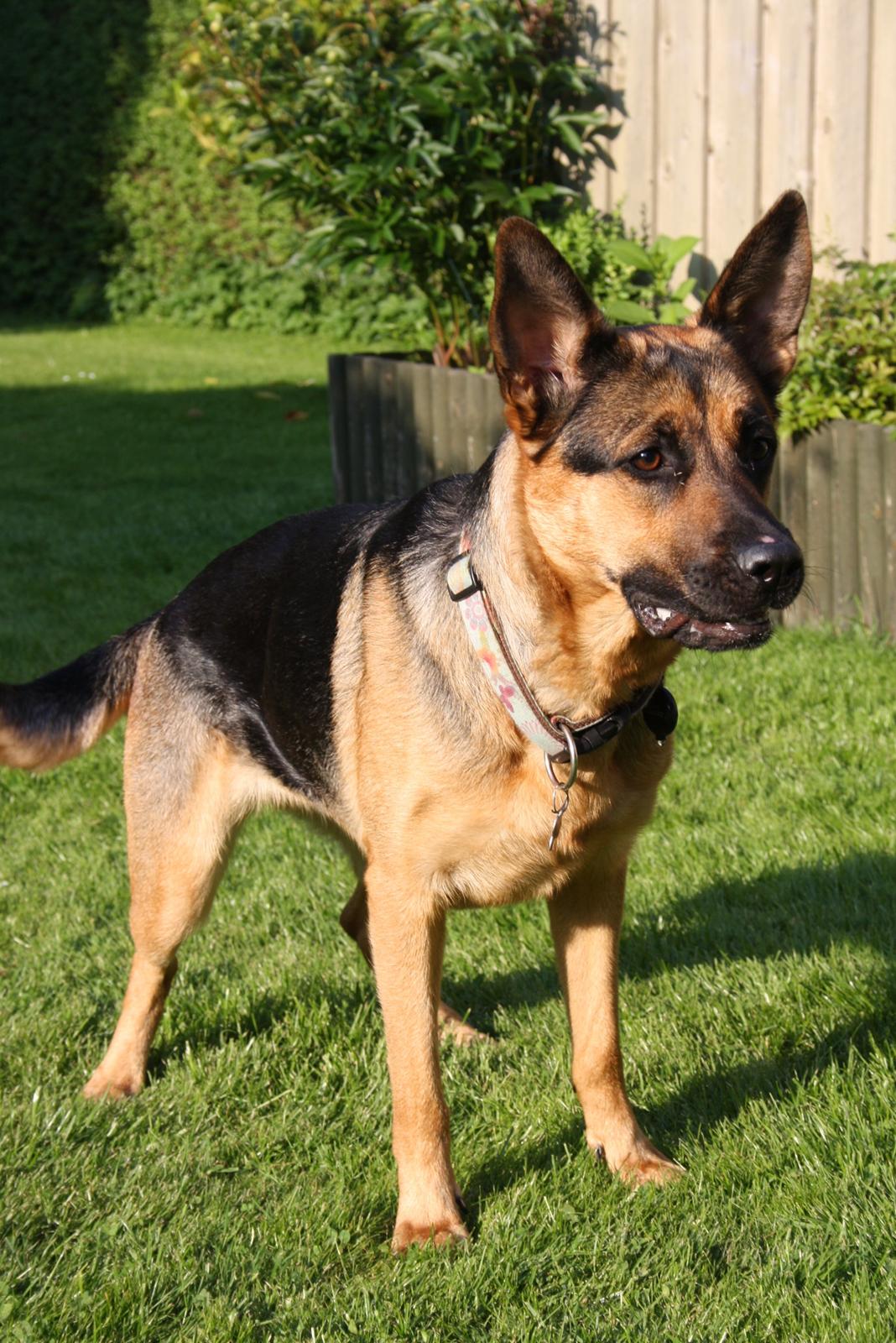 Schæferhund Chanel billede 12