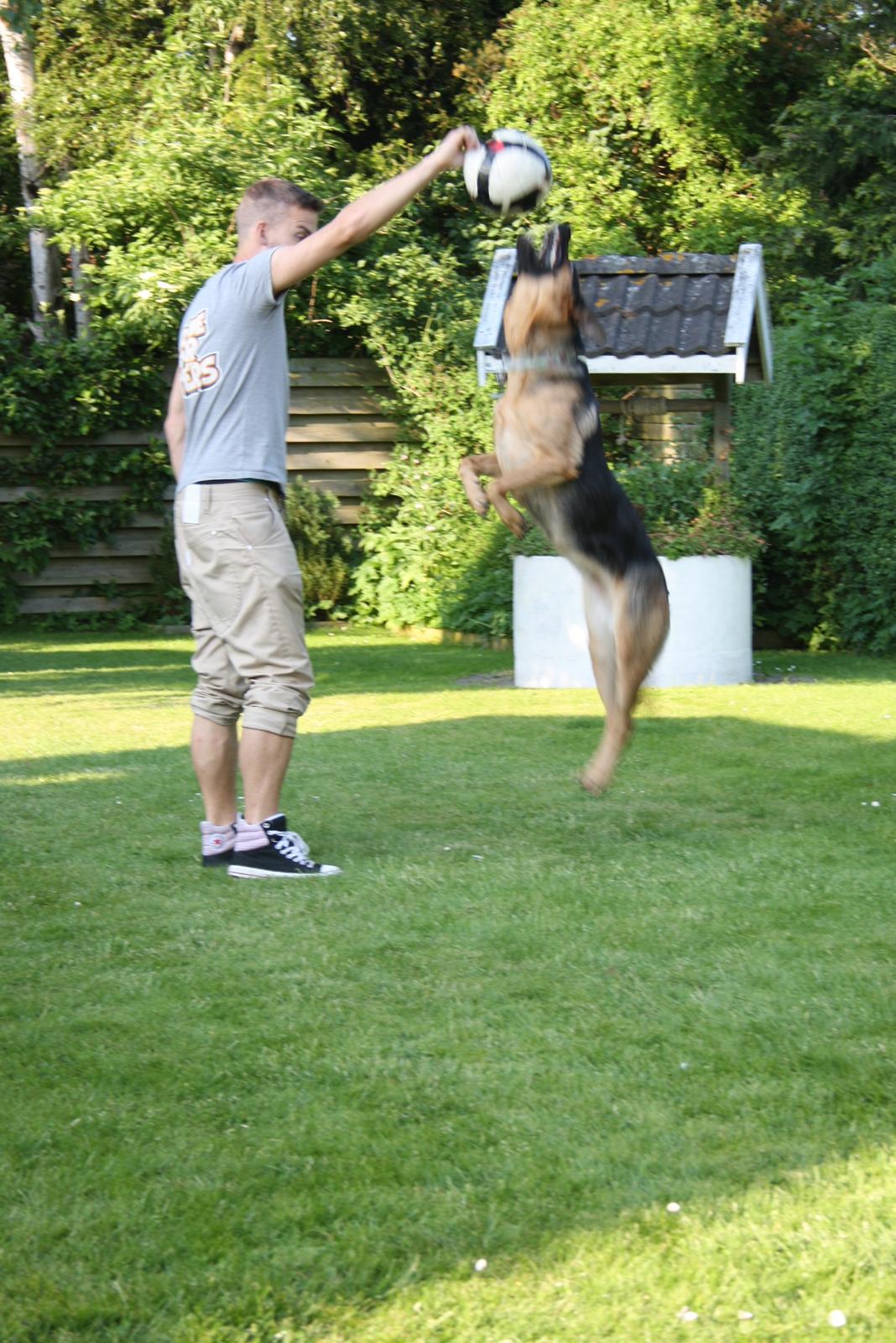 Schæferhund Chanel billede 13