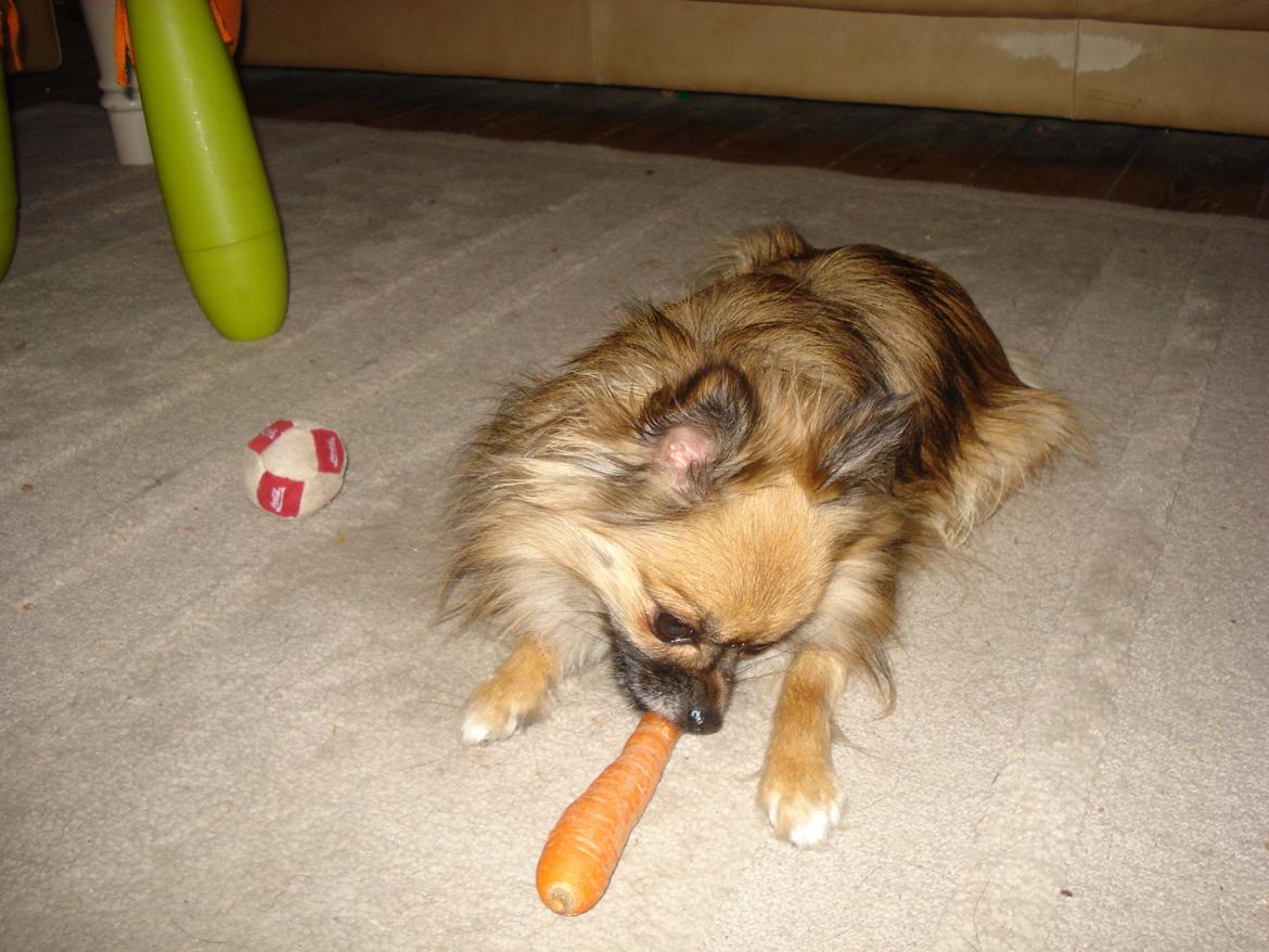 Blanding af racer Lilo billede 14