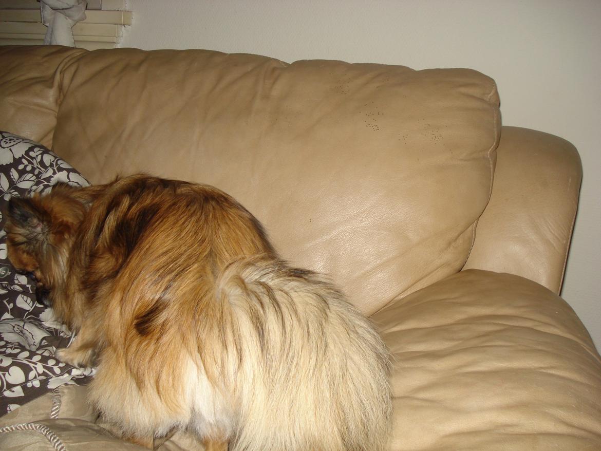 Blanding af racer Lilo billede 15