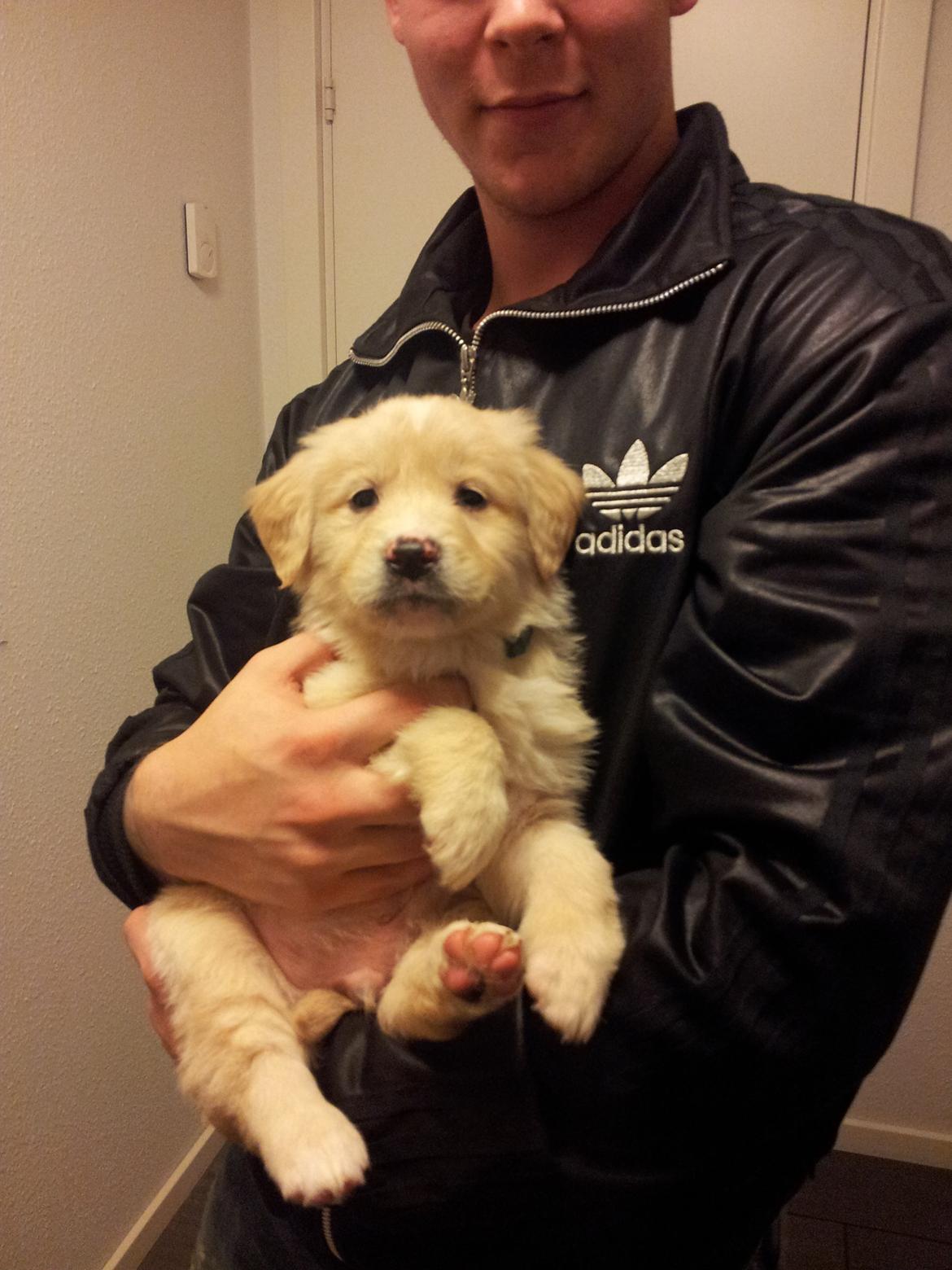 Blanding af racer joey - 8 uger  billede 5