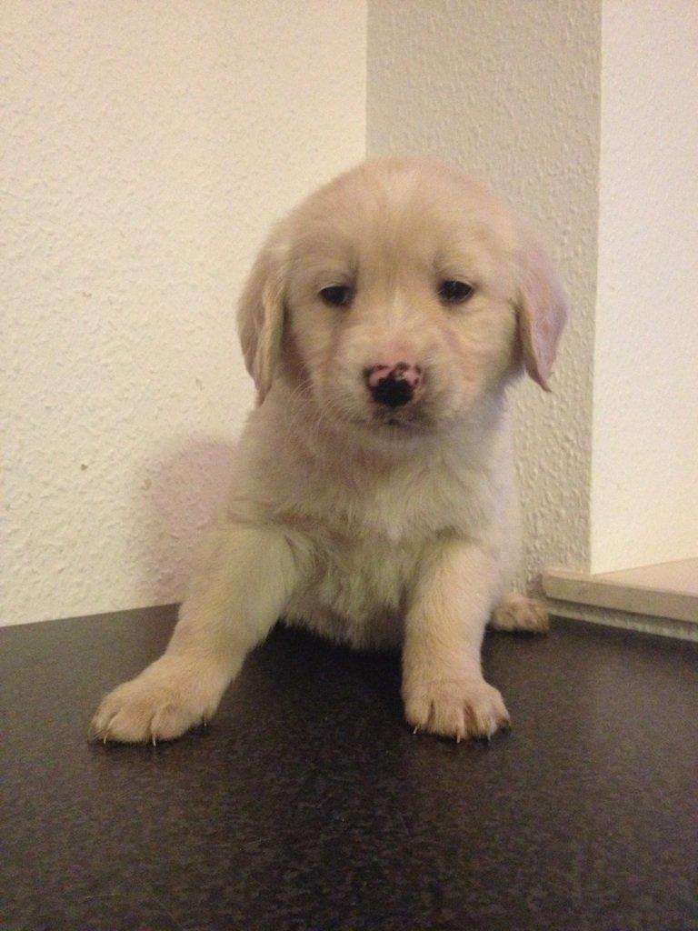 Blanding af racer joey - 4 uger  billede 6