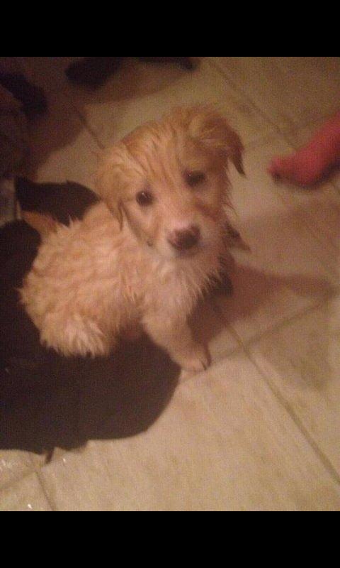 Blanding af racer joey - 11 uger  billede 7