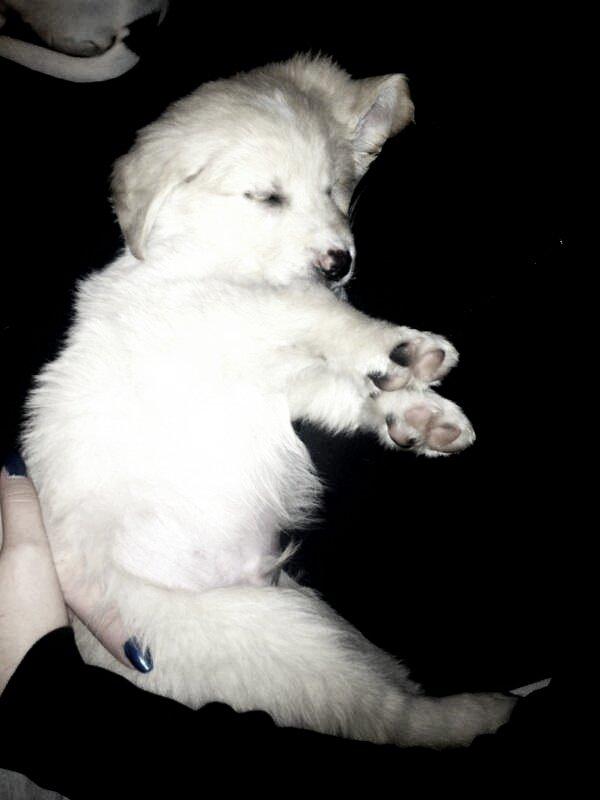 Blanding af racer joey billede 8