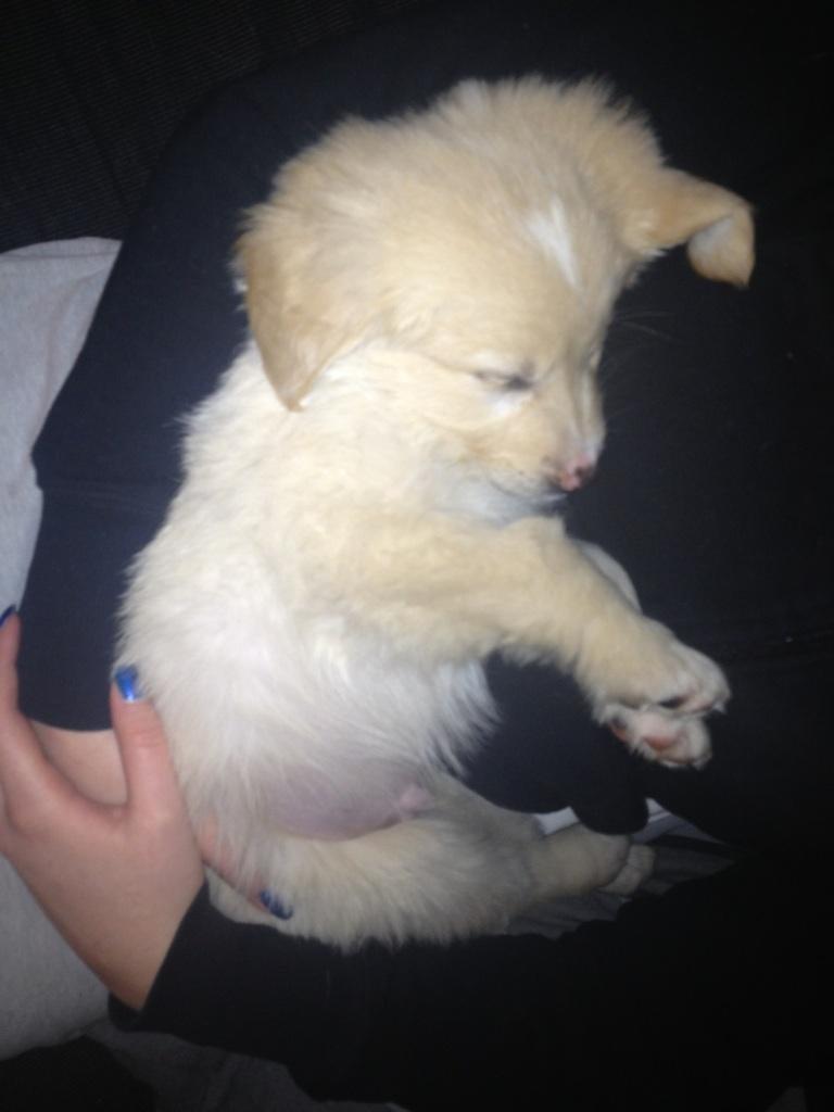 Blanding af racer joey billede 9