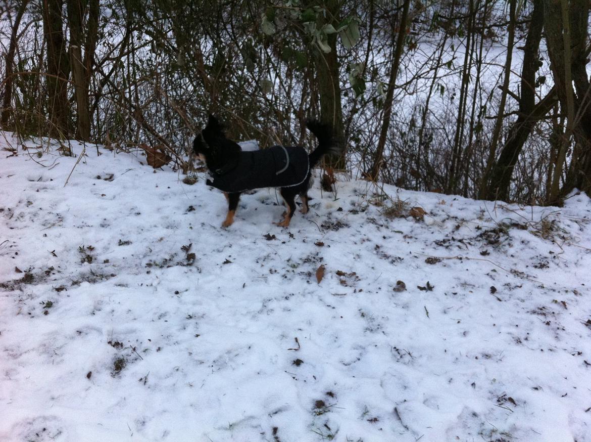 Chihuahua R.I.P Pago Pjevsen billede 35