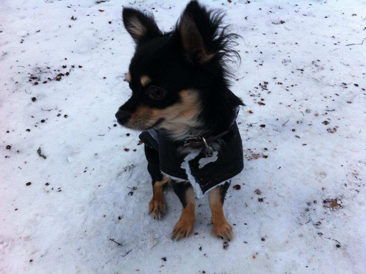 Chihuahua R.I.P Pago Pjevsen billede 11