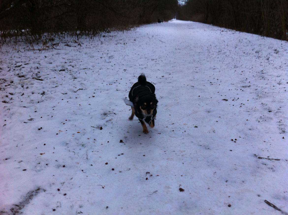 Chihuahua R.I.P Pago Pjevsen - Paco elsker at løbe i sne. billede 36