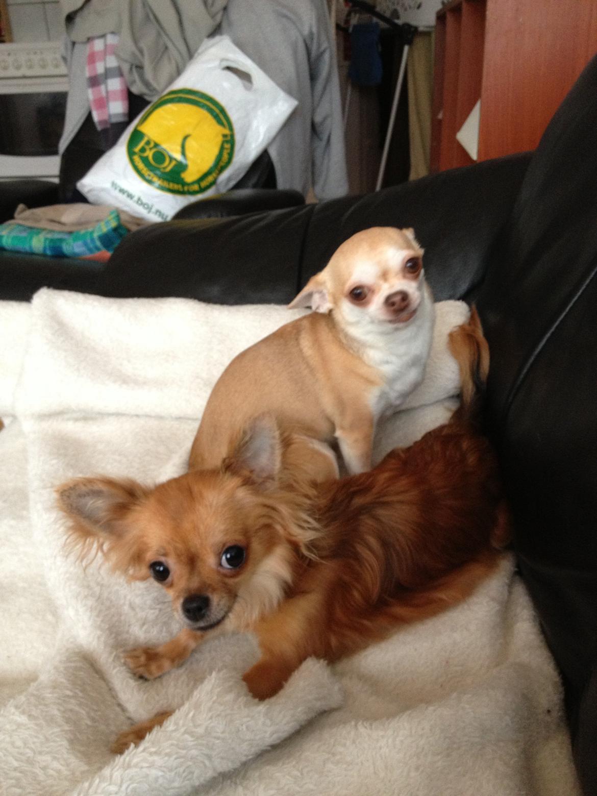 Chihuahua Cloe billede 7