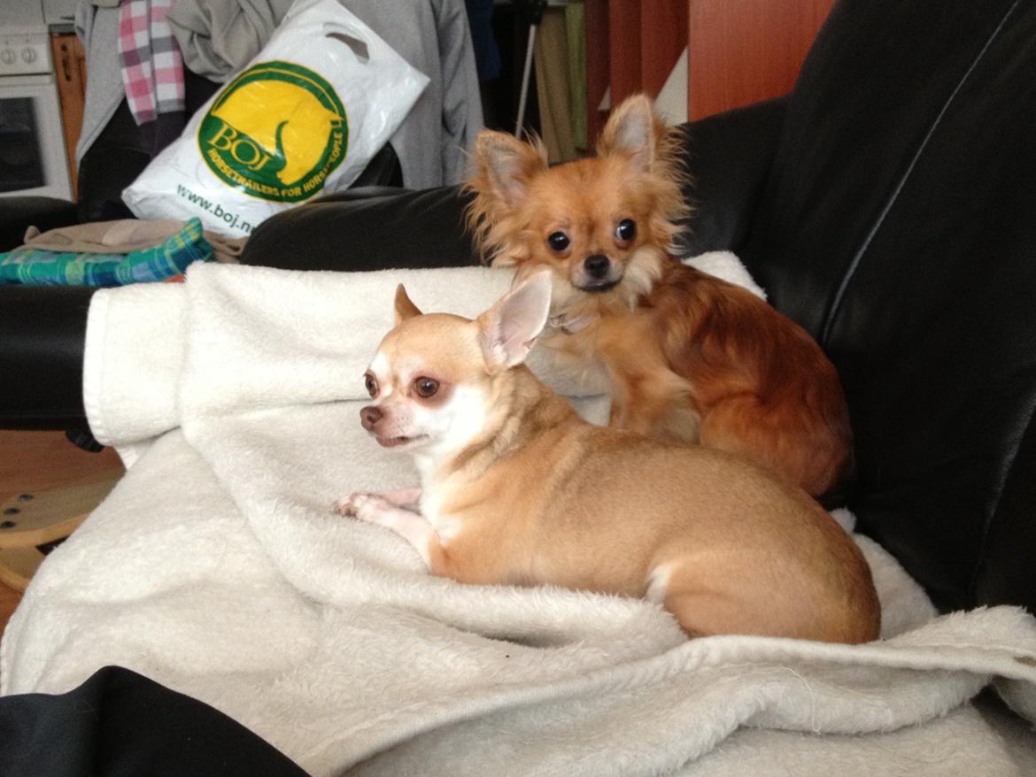 Chihuahua Cloe billede 9