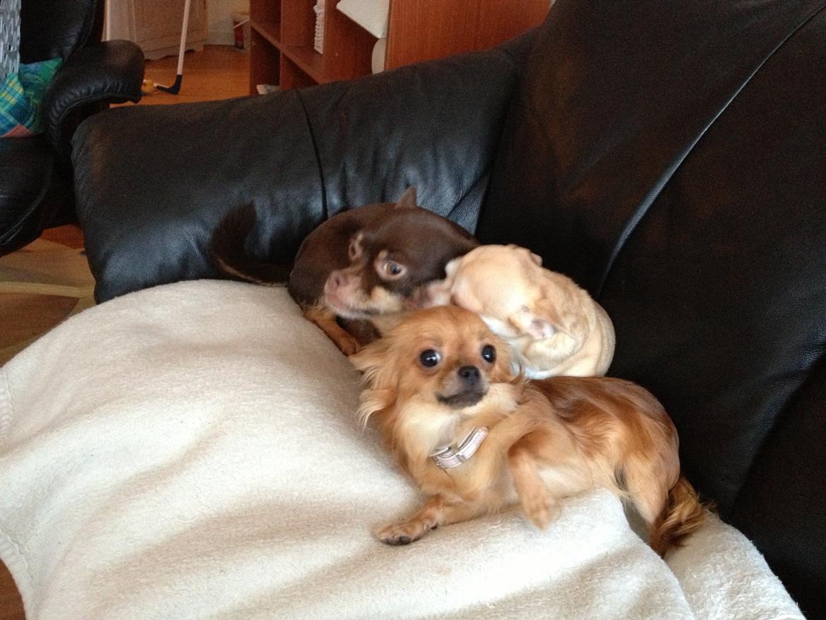 Chihuahua Cloe billede 8