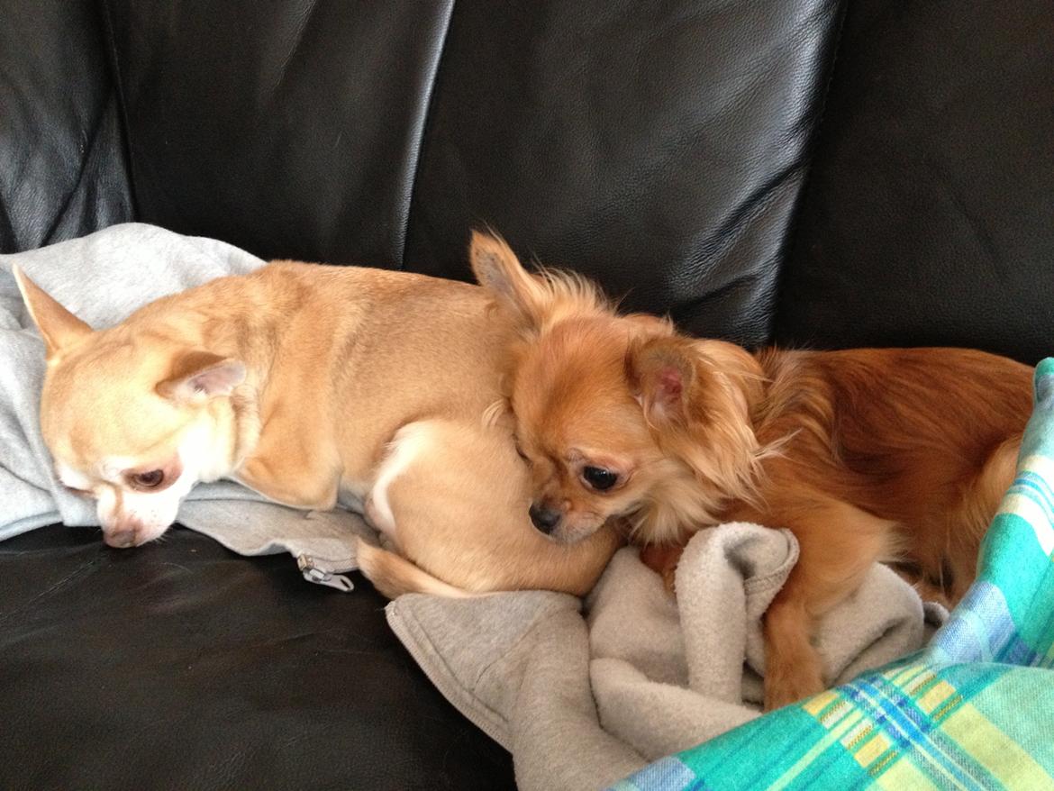 Chihuahua Cloe - Elsker bare at putte .. :)  billede 10