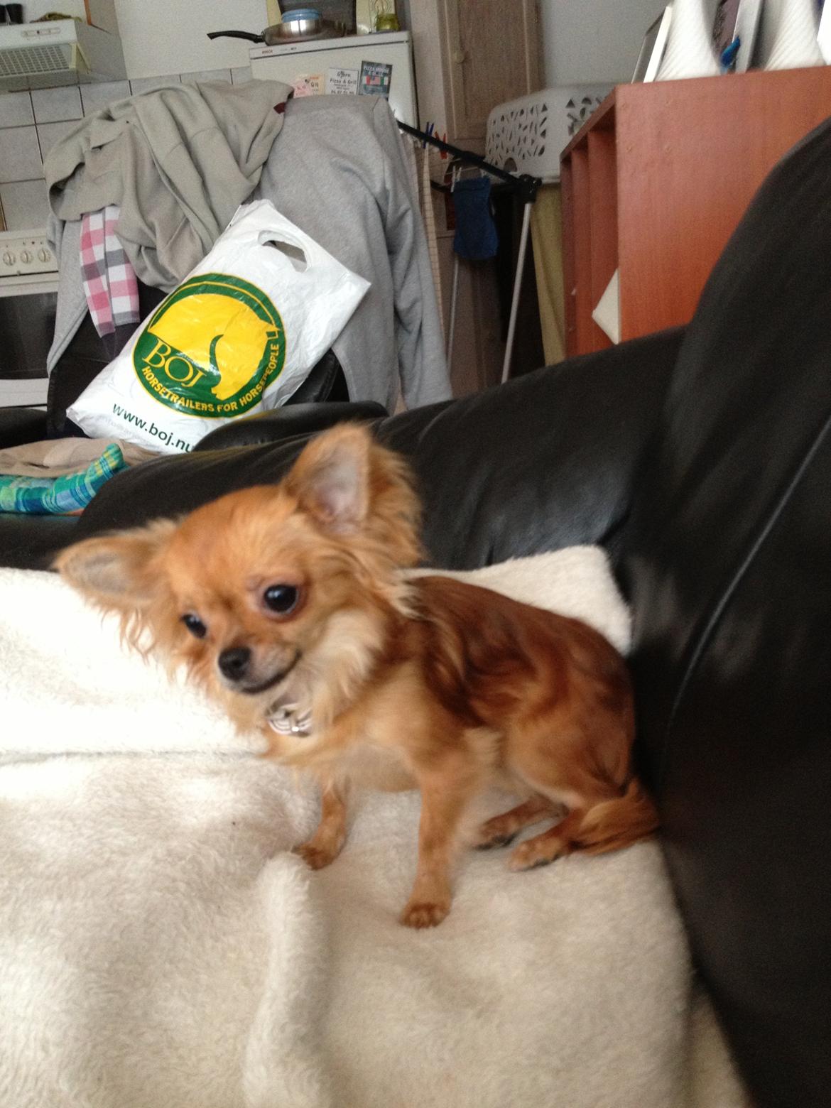 Chihuahua Cloe billede 11