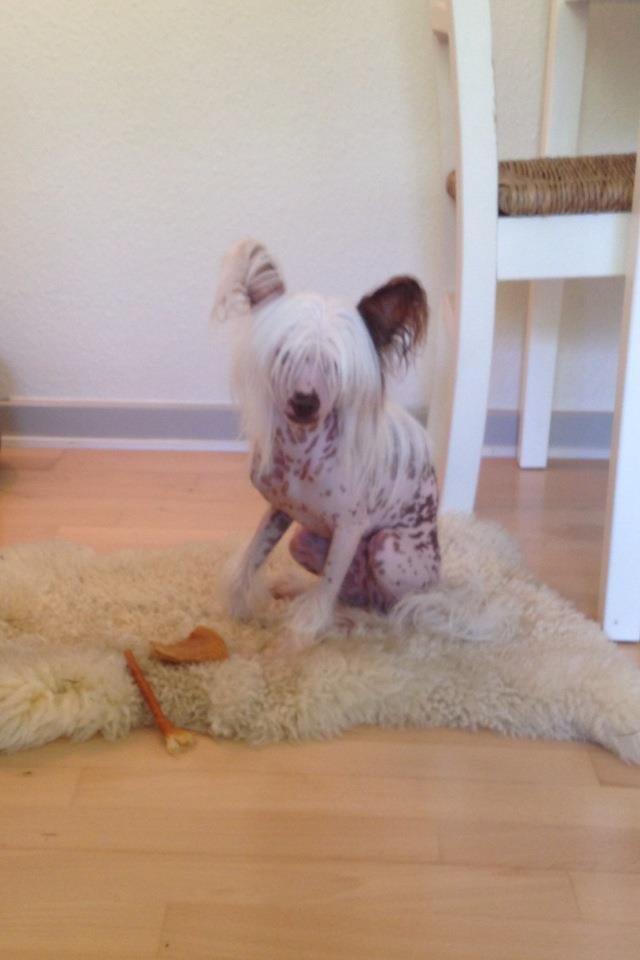 Chinese crested hårløs Chinese By Storm´s Cher billede 18