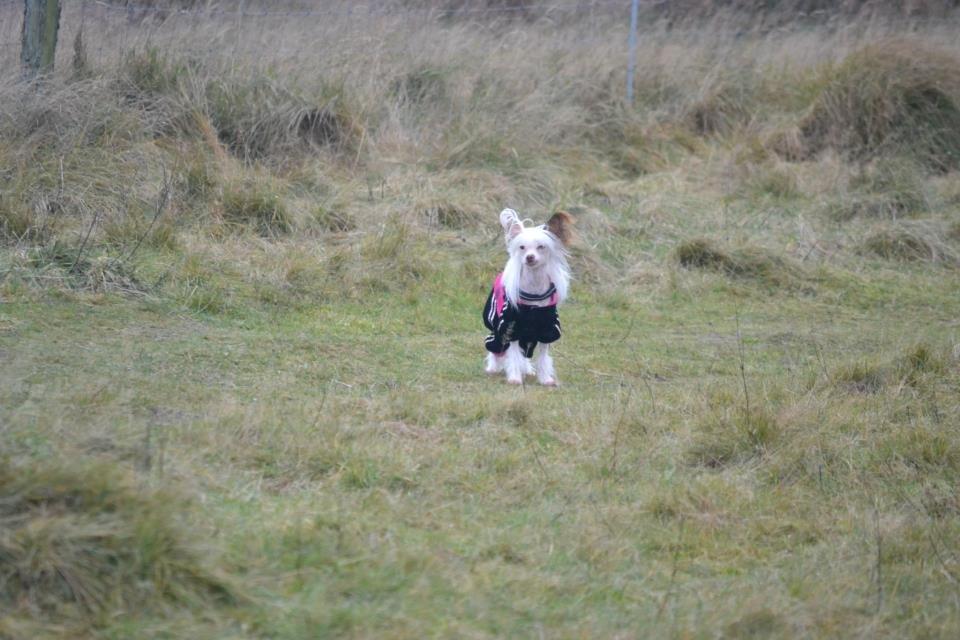 Chinese crested hårløs Chinese By Storm´s Cher billede 19