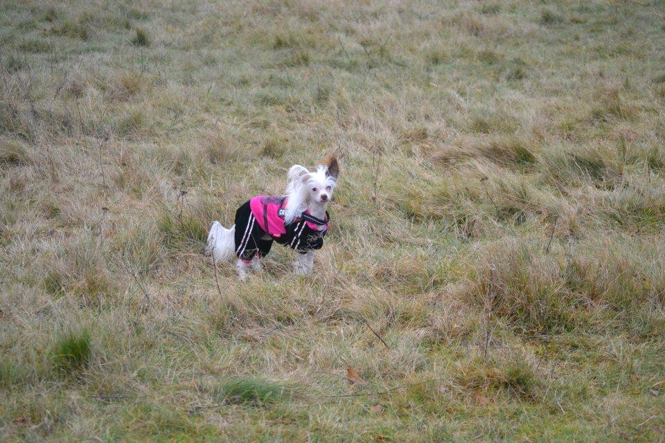 Chinese crested hårløs Chinese By Storm´s Cher billede 20