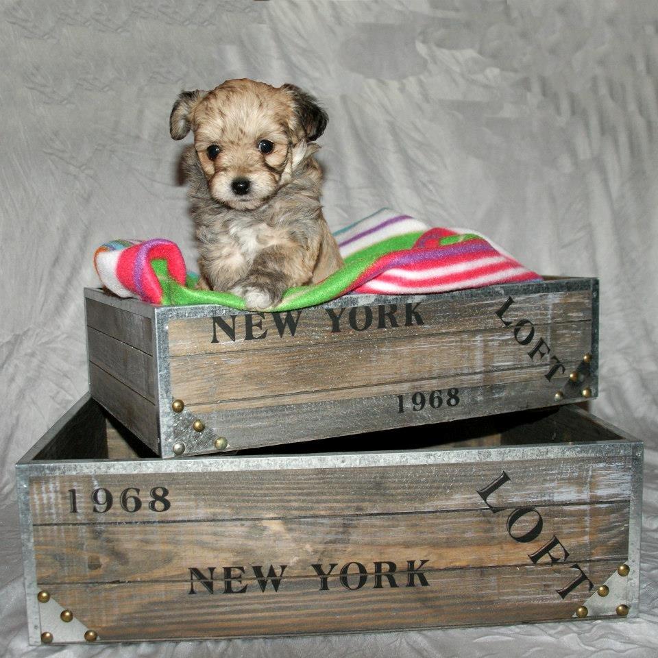 Blanding af racer Bailey billede 5