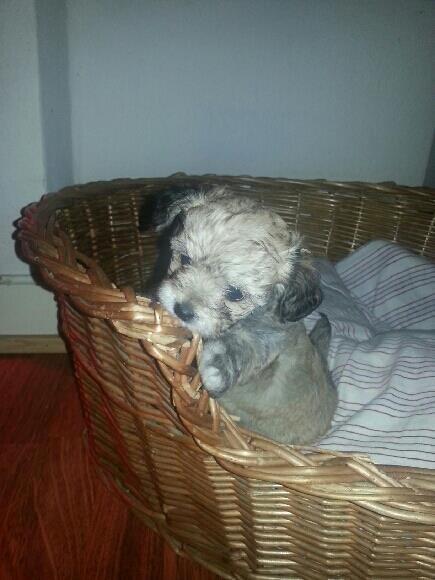 Blanding af racer Bailey billede 6