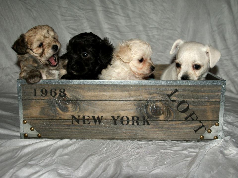 Blanding af racer Bailey billede 7