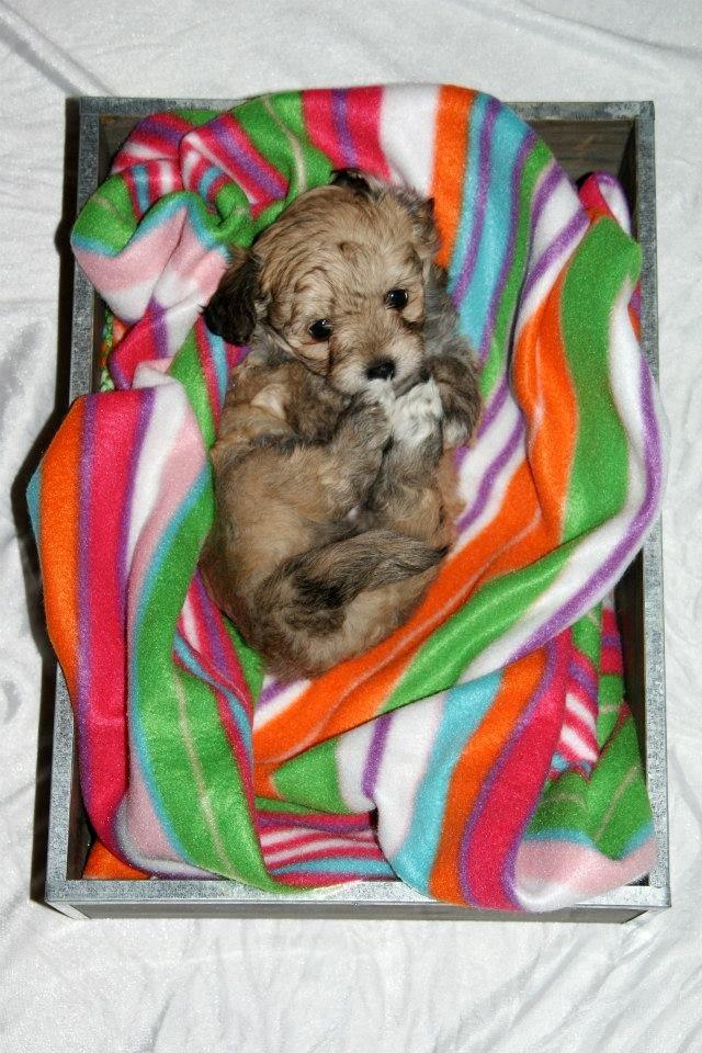 Blanding af racer Bailey billede 8