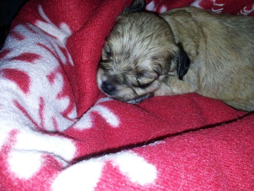 Blanding af racer Bailey billede 9