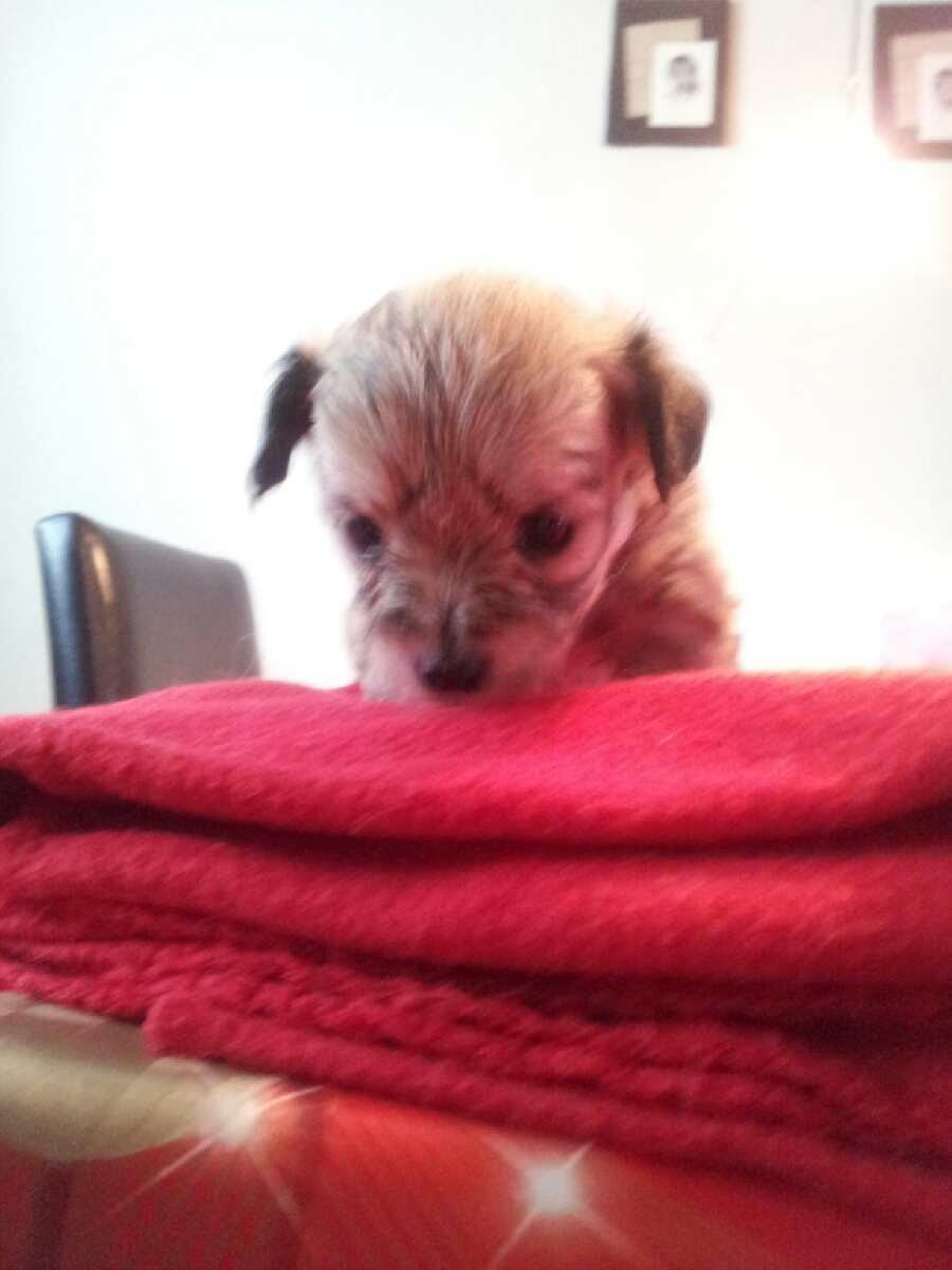 Blanding af racer Bailey billede 10