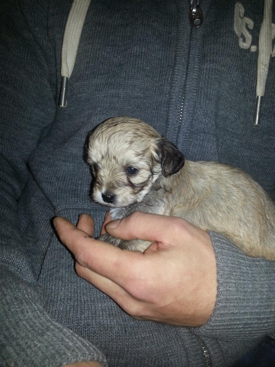 Blanding af racer Bailey billede 11