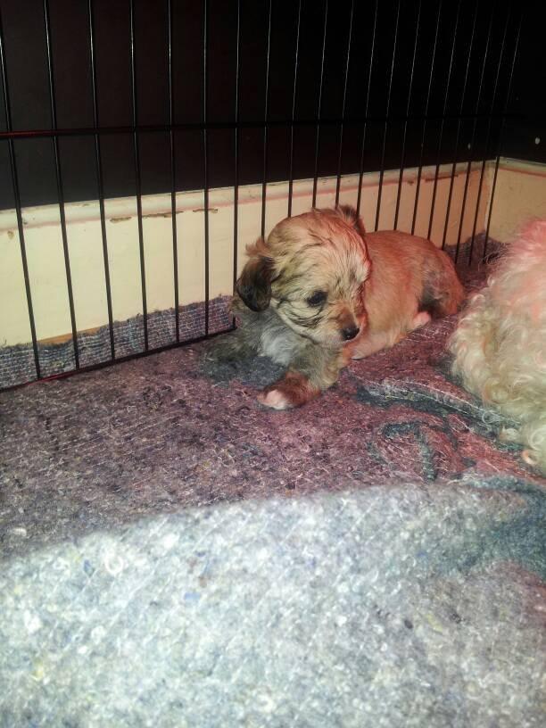 Blanding af racer Bailey billede 12