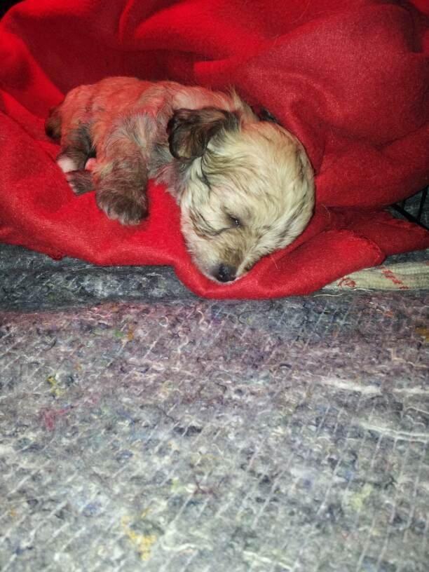 Blanding af racer Bailey billede 13