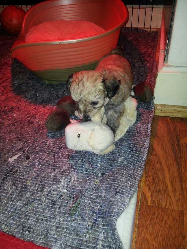 Blanding af racer Bailey billede 14